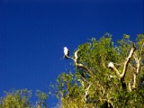 Sea Eagle [Kakadu Natl Park] * 1280 x 960 * (417KB)